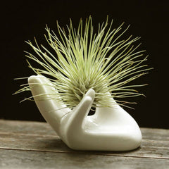 Office Porcelain Ceramic Air Plant